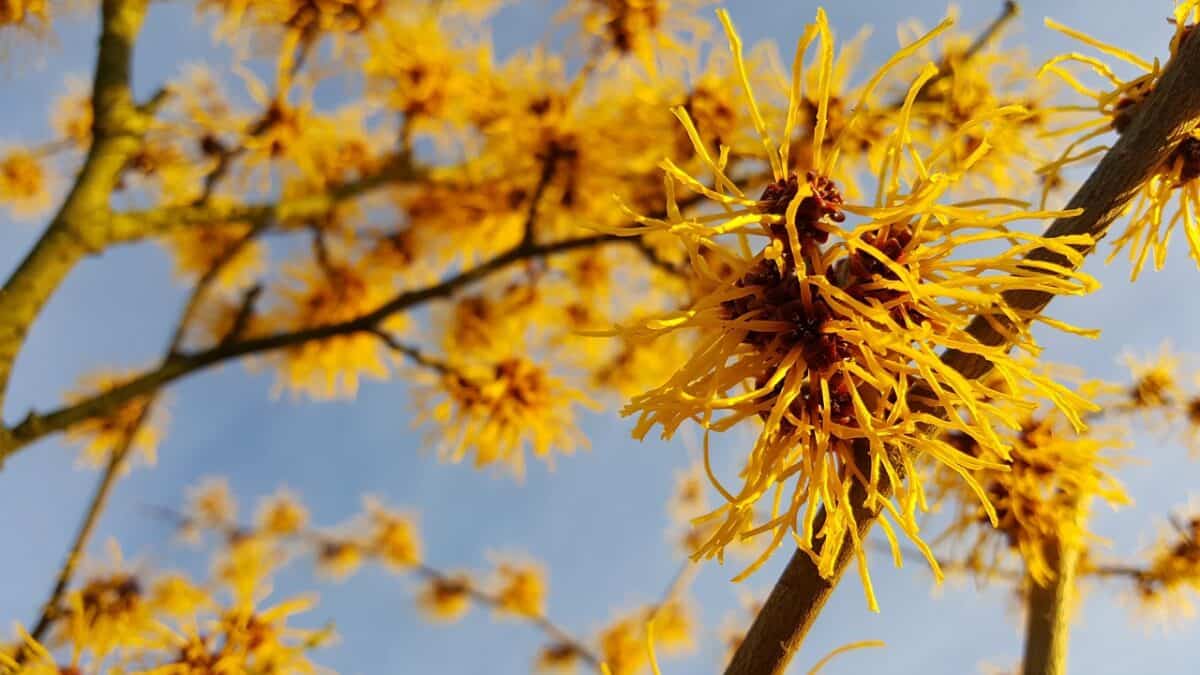 Witch Hazel Shrub.