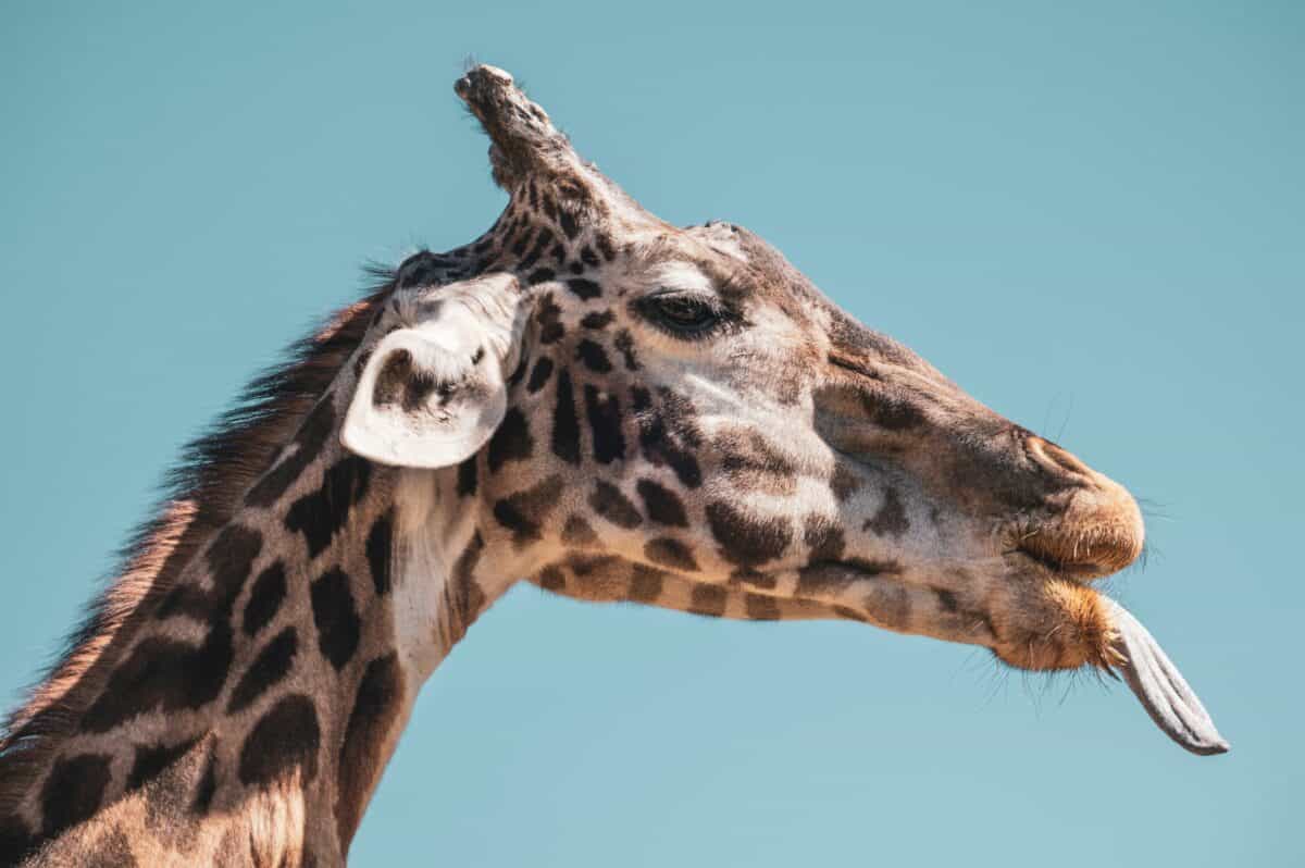 giraffe