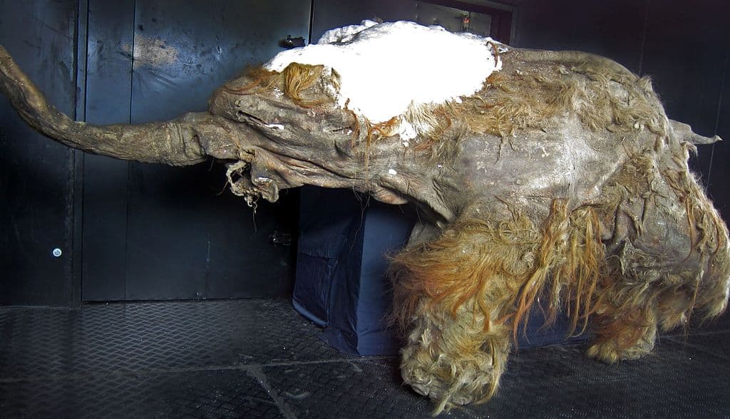 Yuka, the mammoth 