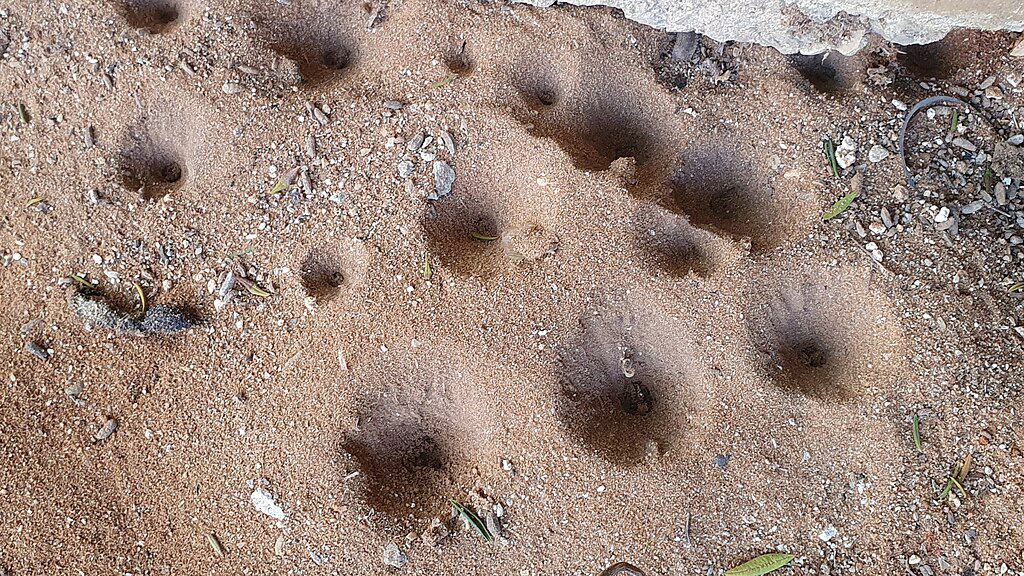 Antlion Larvae