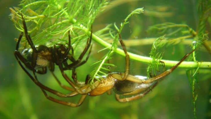 diving bell spider