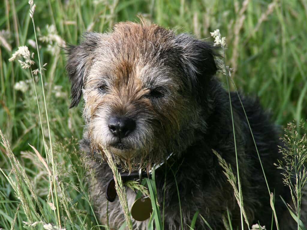 Border Terrier