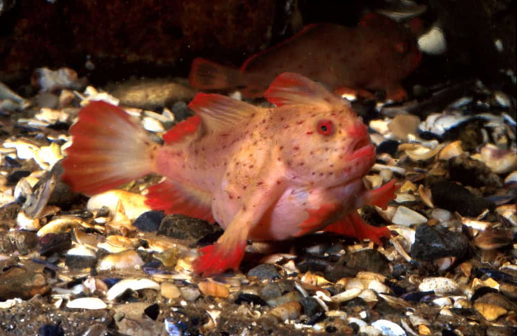 handfish 