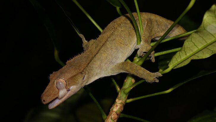 10 “Lazarus Species” That We Thought Were Gone Forever