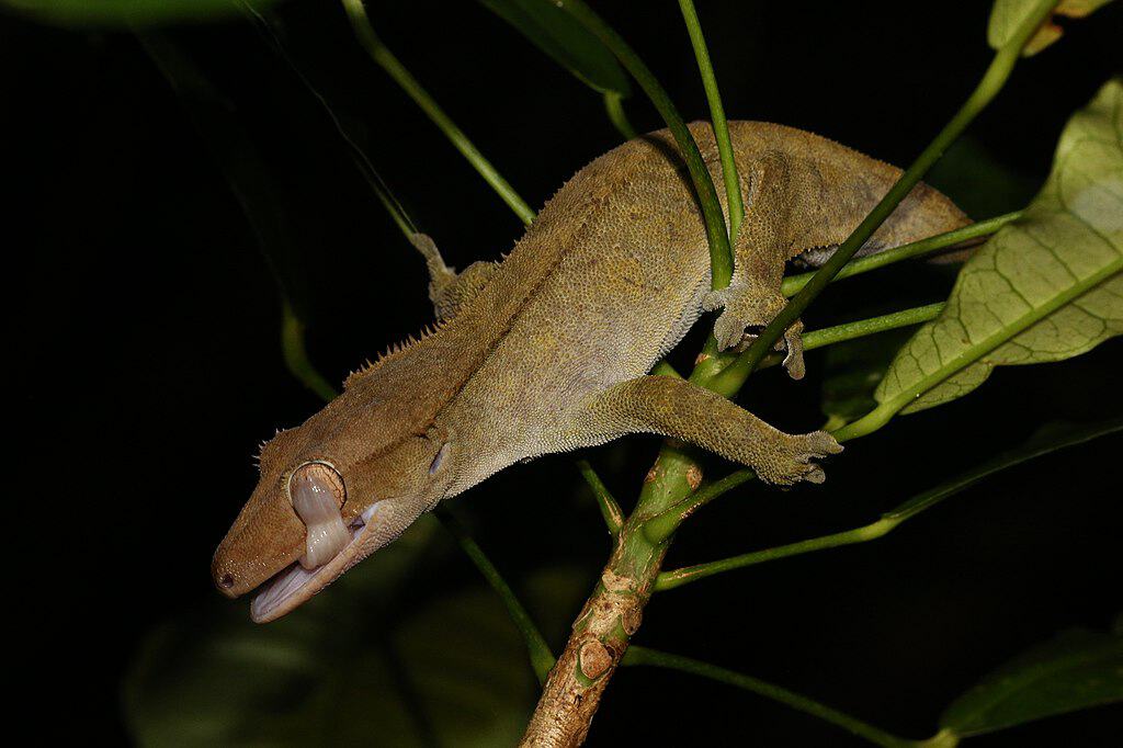Gecko