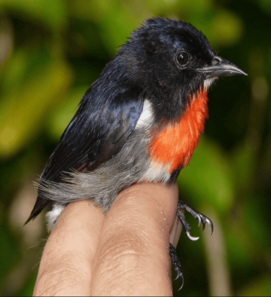 Wakatobi Flowerpecker