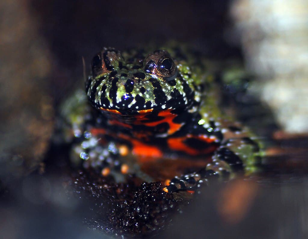 fire-bellied toad