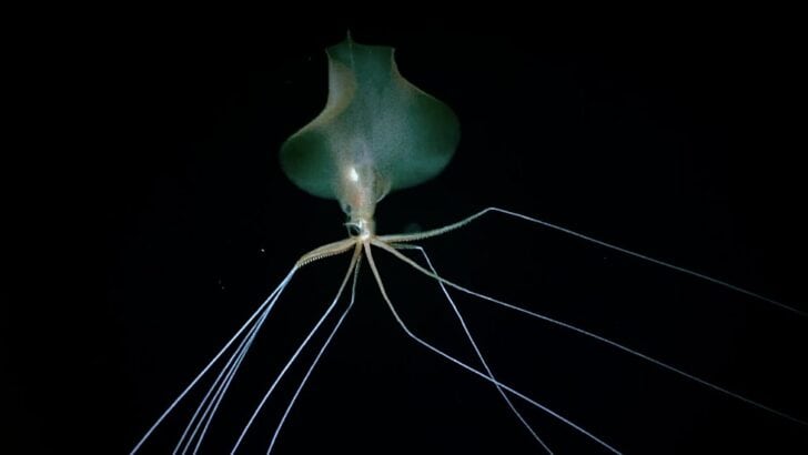 The Secret Language of Deep-Sea Squid