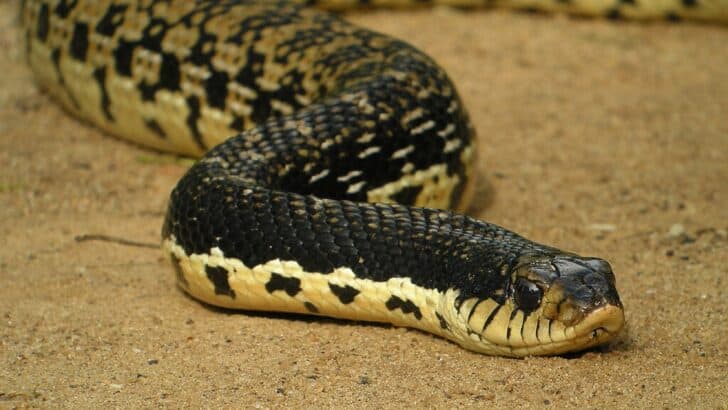 How Hognose Snakes Fake Their Own Death to Avoid Predators