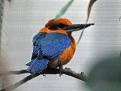 These Birds Are Heavy Enough to Break a Branch But They Can Still Fly