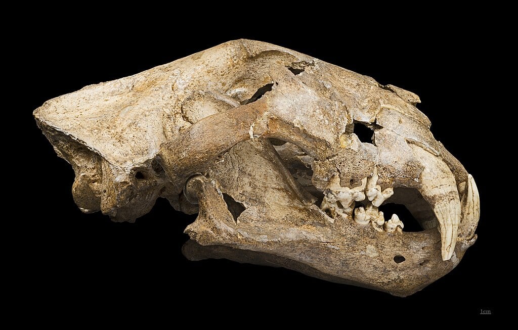 Cave lion skull