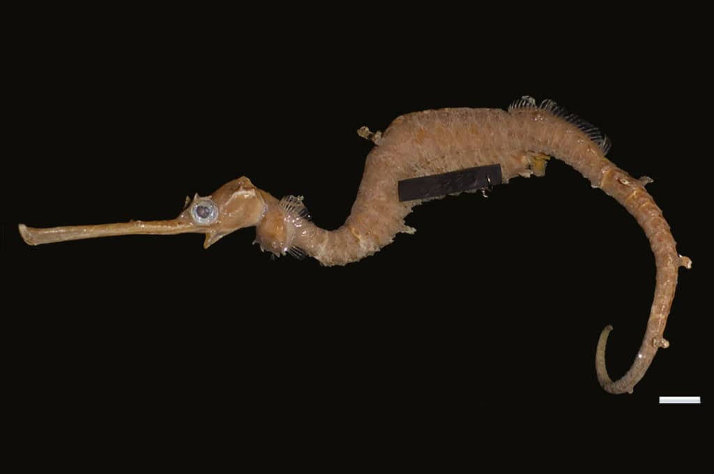 Ruby Sea Dragon 