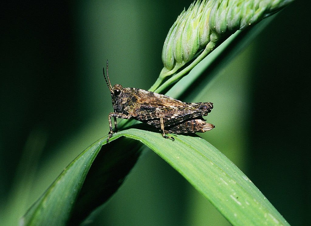Pygmy Grasshopper