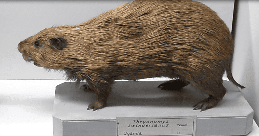 bush/cane rat