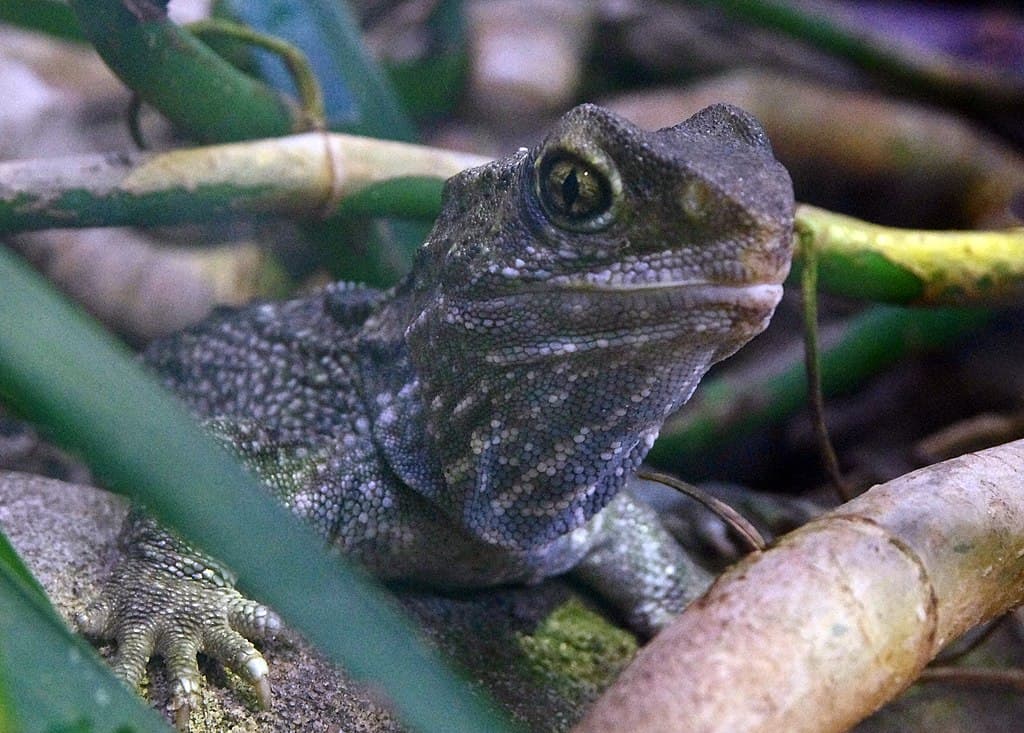 Tuatara