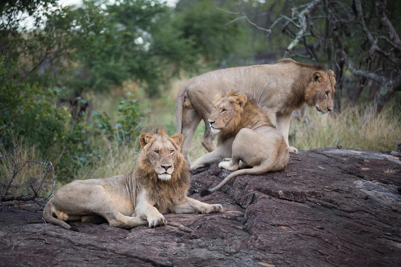 beautiful lions