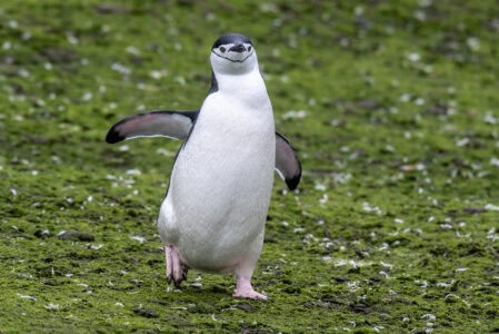 10 Amazing Animals You Can See While Cruising the Southern Ocean