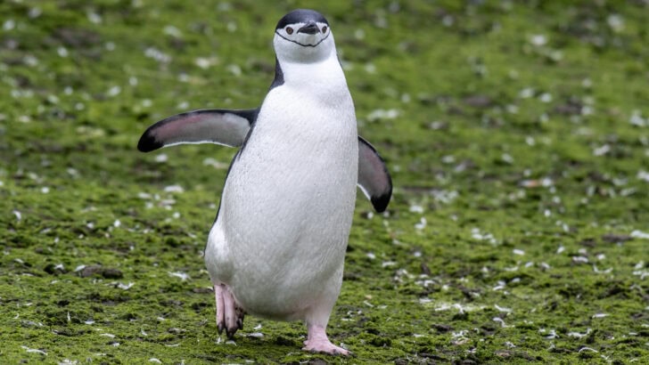 10 Amazing Animals You Can See While Cruising the Southern Ocean