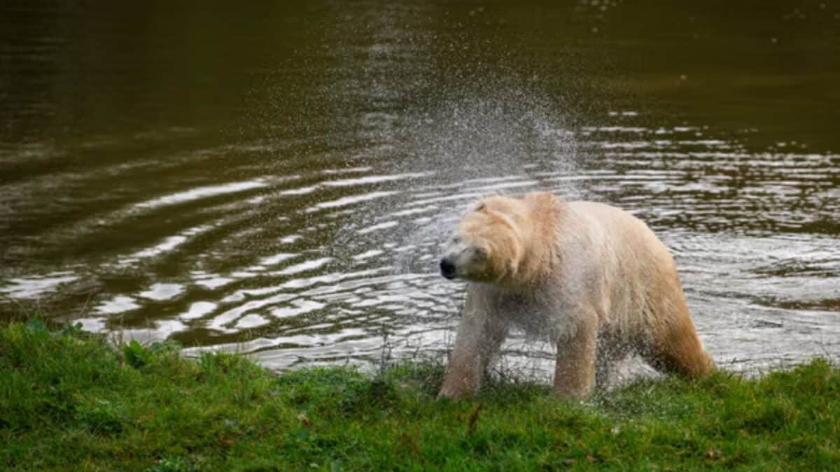 Polar Bears Make a UK Comeback After Over 20 Years - But Is It the Right Choice?