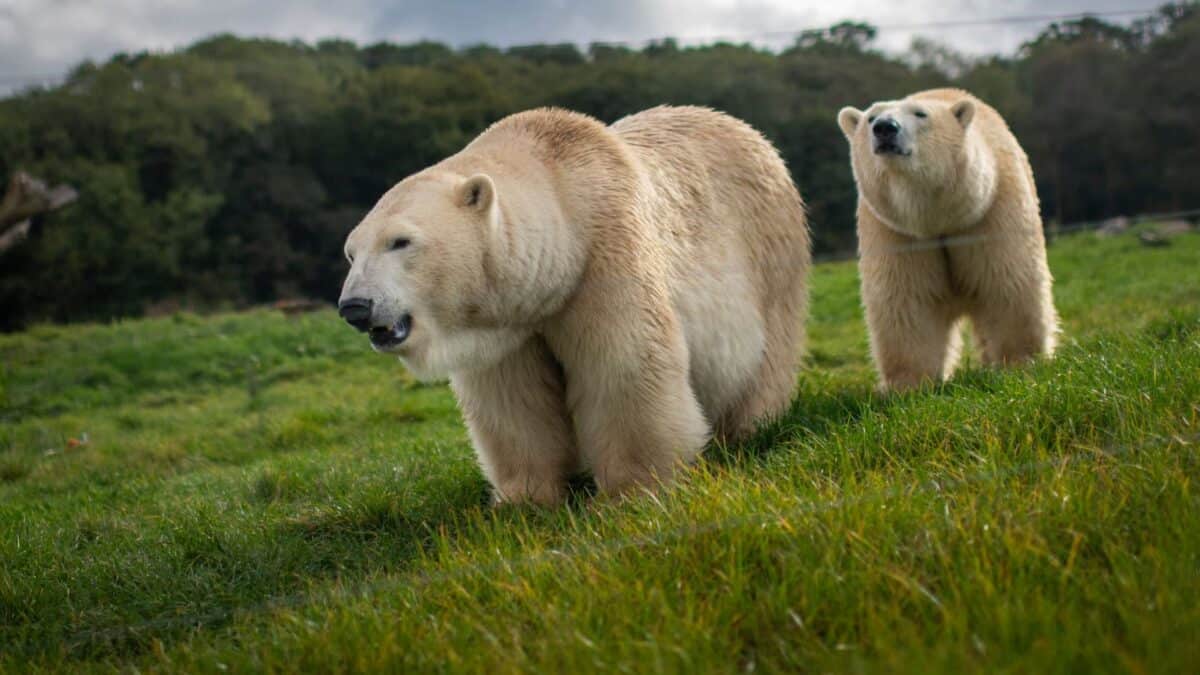 Polar Bears Make a UK Comeback After Over 20 Years - But Is It the Right Choice?