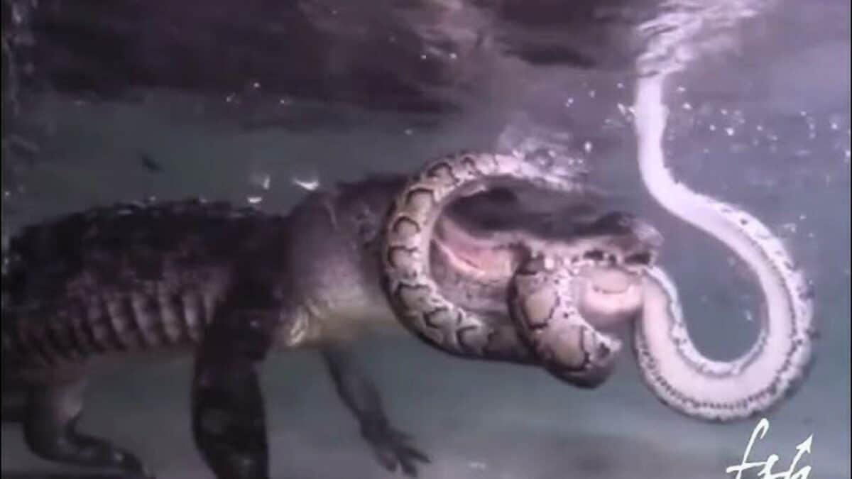 Massive Alligator Snaps Down Huge Invasive Python in the Everglades