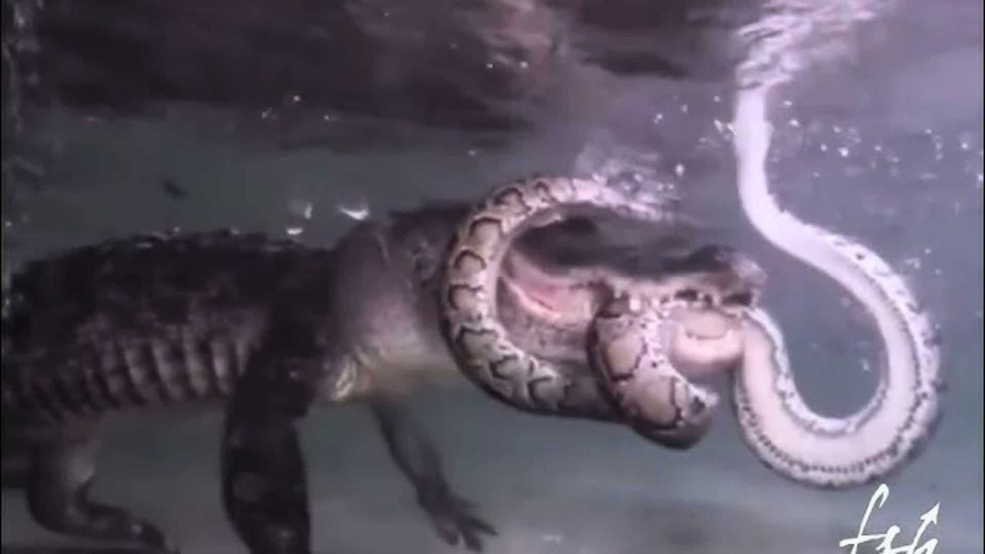 Massive Alligator Snaps Down Huge Invasive Python in the Everglades
