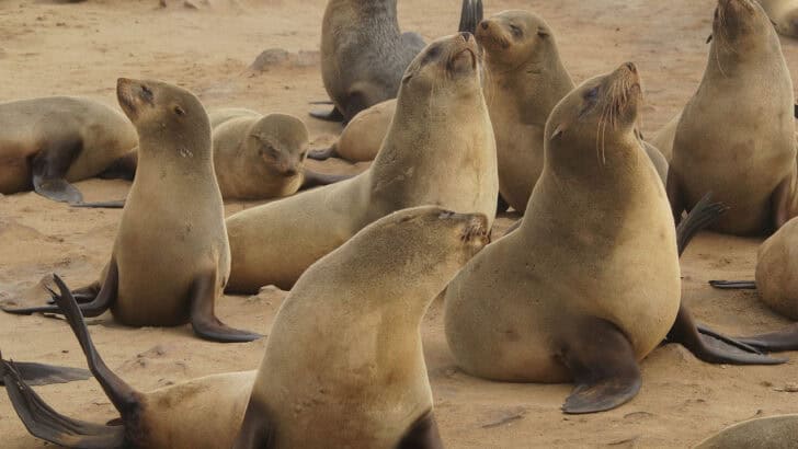 Introduction to Homoploid Hybrid Speciation