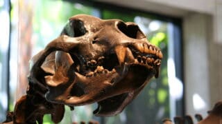 Skeletal display of skull of short-faced bear.