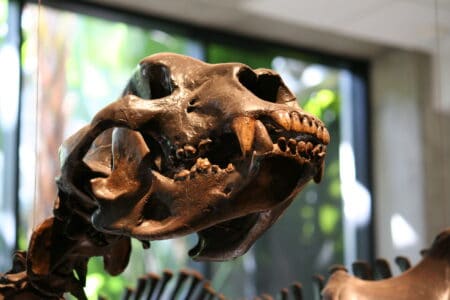 Meet the Short-Faced Bear&mdash;The Most Terrifying Bear Ever