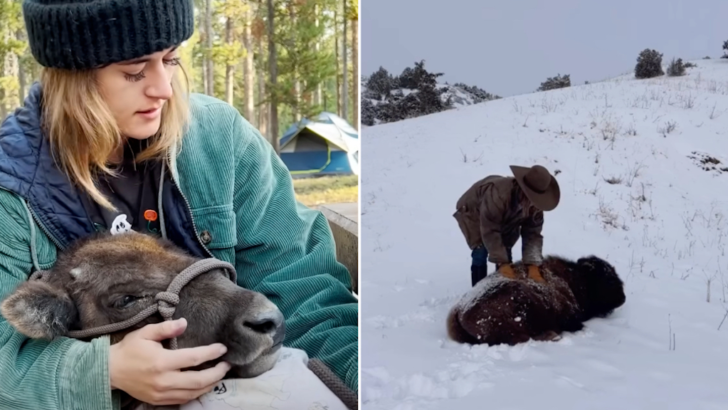 Abandoned Baby Bison Adopted and Nurtured Back to Life by Incredible Woman