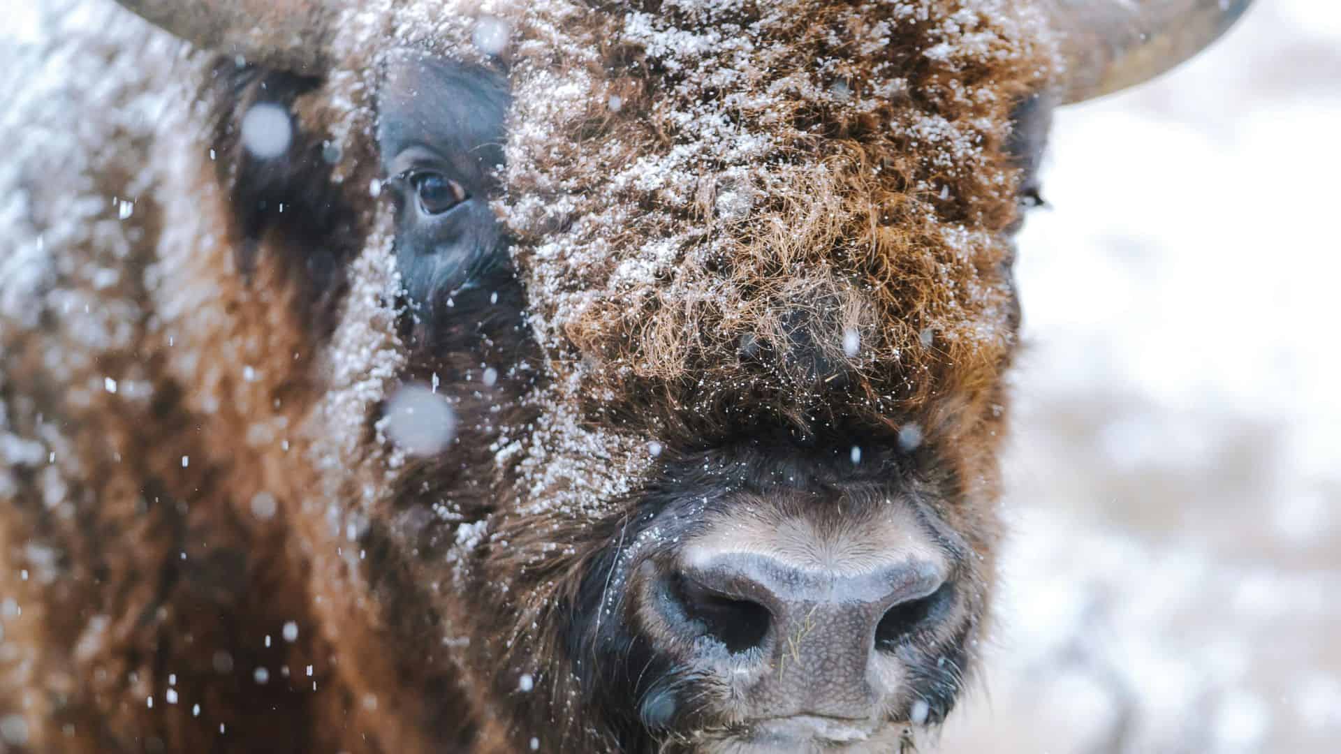 Adorable Young Bison Playing in Yellowstone’s Snowy Landscape Is the Cutest Thing You'll See Today