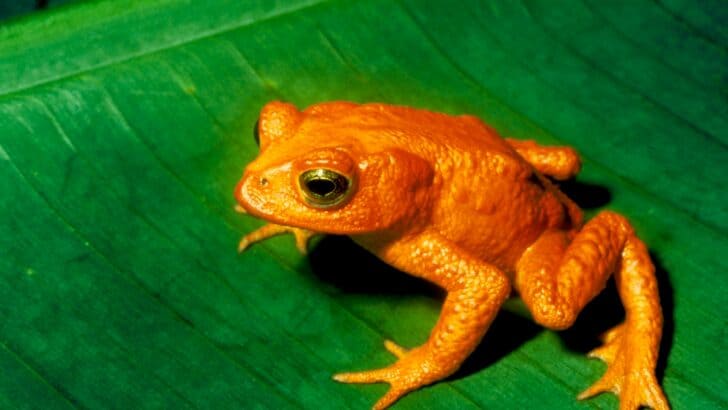 The 7 Most Mysterious Animal Disappearances of All Time