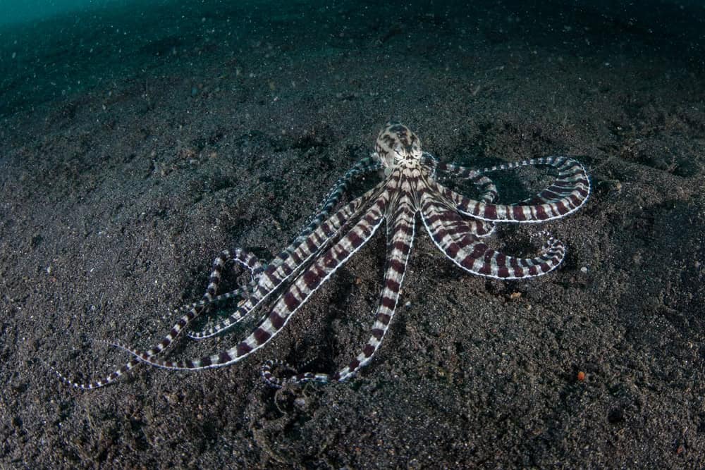 Mimic Octopus on Black Sand