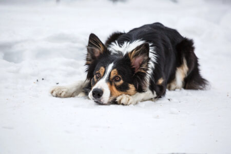The Strongest Dog Breeds That Farmers in Iowa Depend On