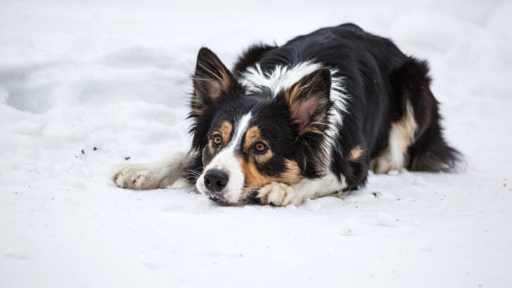 The Strongest Dog Breeds That Farmers in Iowa Depend On