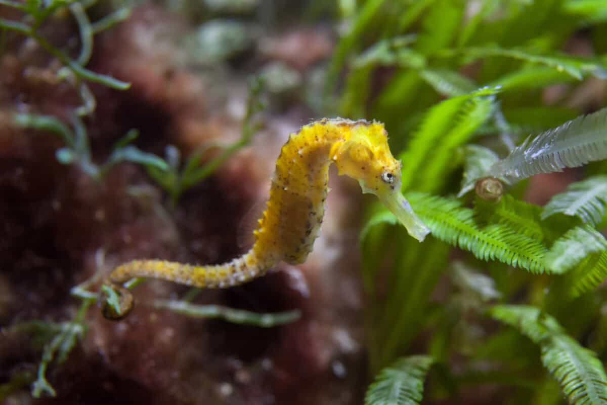 Capricorn-seahorse
