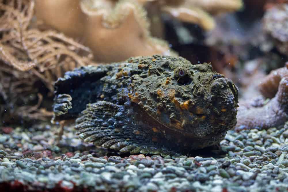 Reef stonefish