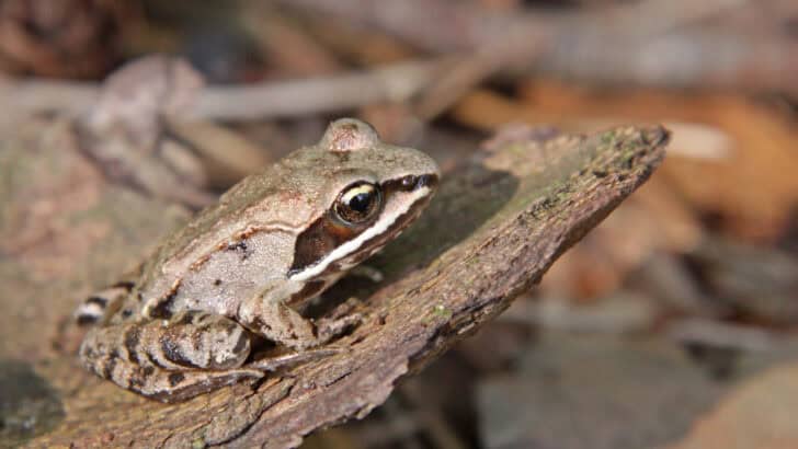 Meet the Frog That Can Survive Being Frozen Solid