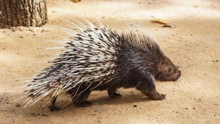 Can Porcupines Actually Shoot Their Quills? The Answer Might Not Be What You Expect