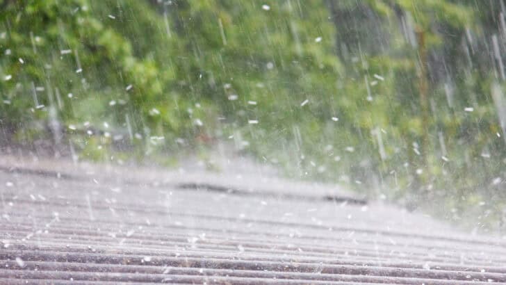 Why Weather Patterns Can Influence the Predatory Behavior of Animals