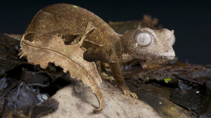 15 Animals and Wildlife that Start with G