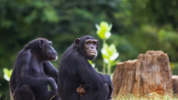 The Emotional Lives of Chimps: What We&rsquo;ve Learned