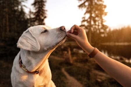 Tips to Teach Your Dog to Respect Boundaries