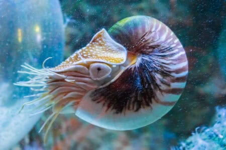 12 Animals That Have Barely Changed Since the Age of Dinosaurs