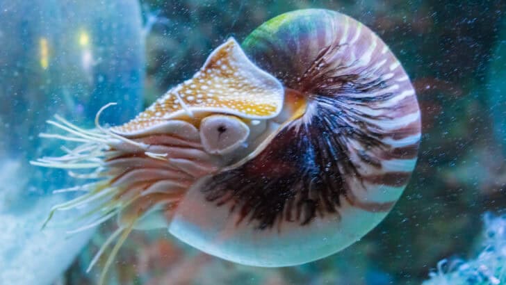 12 Animals That Have Barely Changed Since the Age of Dinosaurs