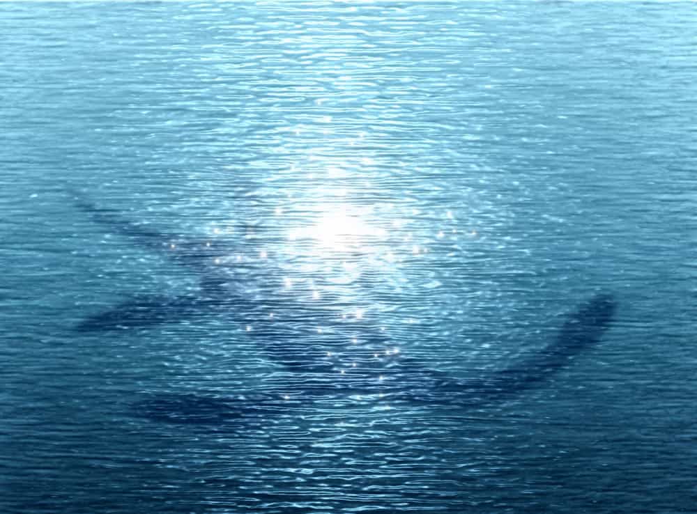 Loch Ness monster silhouette under the water