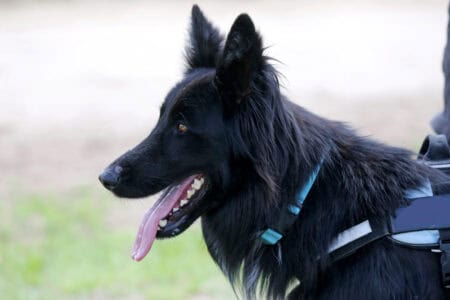 How to Choose the Best Food for Your Dog or Cat