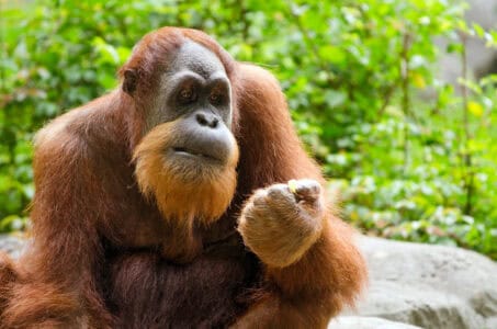 Why Relocating Orangutans Can Do More Harm Than Good