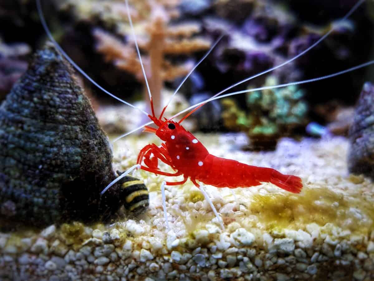 Virgo-Red cleaner shrimp