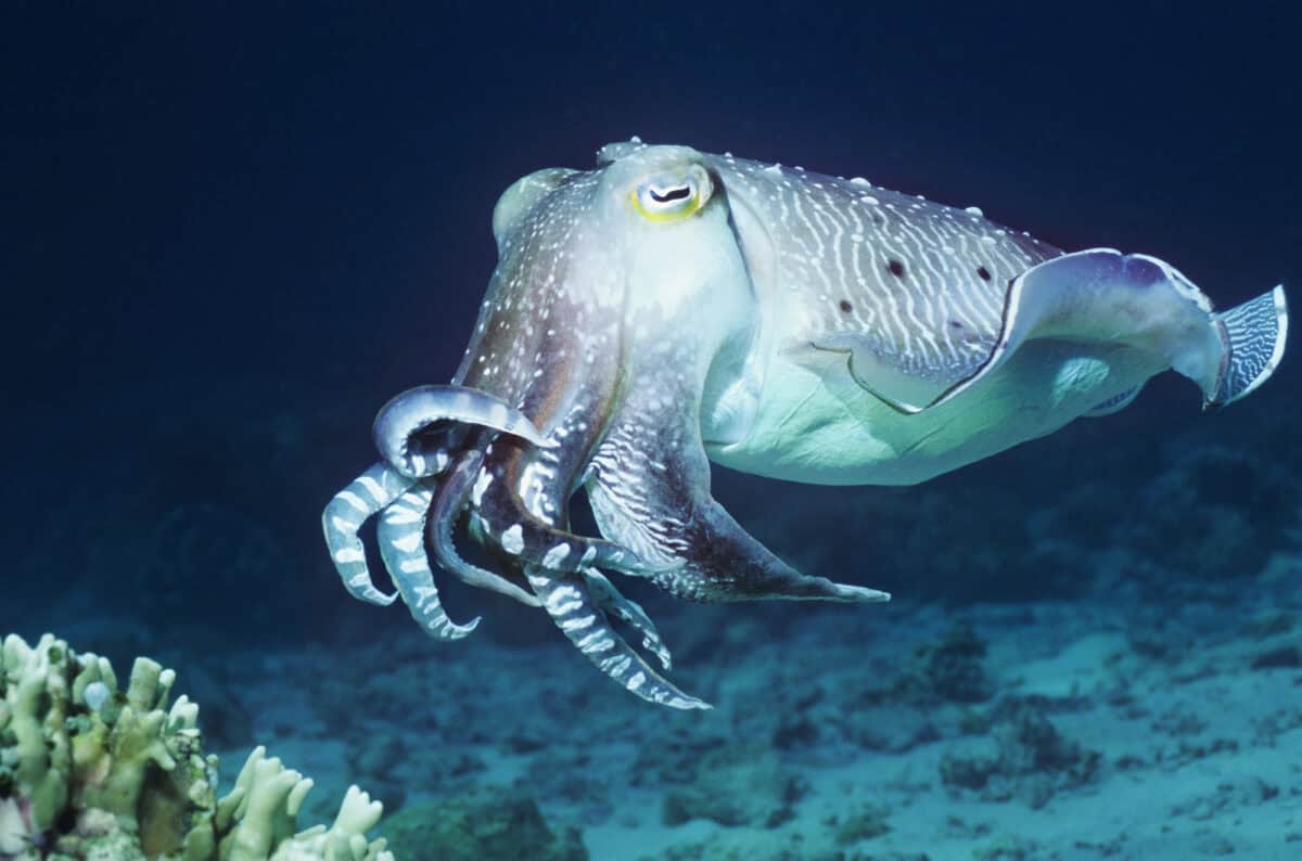 Gemini- Cuttlefish